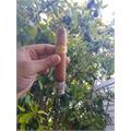 Sobremesa Brulee Gordo 6 1/4 * 60