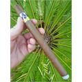 Aladino Patton 9  * 48