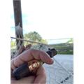 Arturo Fuente Maduro Rothschild 4 1/2 * 50
