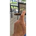 Luciano The Dreamer Lancero 7 1/2 * 38
