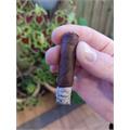Bolivar Cofradia Petit Corona 4 1/2 * 36