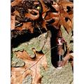Deadwood Leather Rose Torpedo 5  * 54