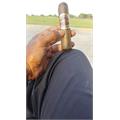 Perdomo Inmenso Seventy Maduro Robusto 5  * 70