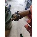Rough Rider Sweets Maduro Toro 6  * 50