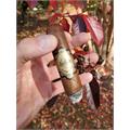 Warped Chinchalle Robusto 5  * 50