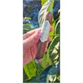 La Galera Imperial Jade Robusto 5 1/8 * 50