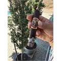 Espinosa Knuckle Sandwich Maduro Robusto-J 5  * 52