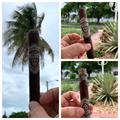 West Tampa Tobacco Company Black Toro 6  * 52