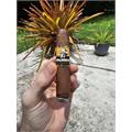 Foundation Olmec Claro Corona Gorda 5 1/2 * 48