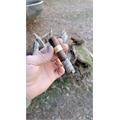 Dunbarton Polpetta Petit Puros 4  * 48
