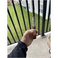 Caldwell Long Live The Queen Ace of Hearts 6  * 52