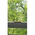 Foundation Charter Oak Pegnataro 5 1/2 * 48