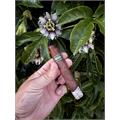 Umbagog Bronzeback 5  * 48