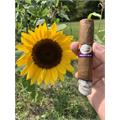 Tatiana Groovy Blue Gran Toro 6  * 58