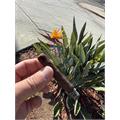 CAO Amazon Basin Daggers 5-Cigar Pack 4  * 38