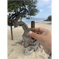Umbagog Bronzeback Robusto 5  * 52