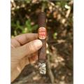 Dunbarton Tobacco & Trust Year of the Pausers 6 * 48